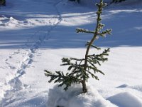 DSC00150  ZAvizan - Krasno, Dec 15, 2013