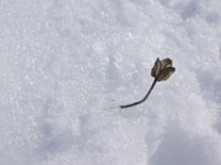 DSC00173  ZAvizan - Krasno, Dec 15, 2013