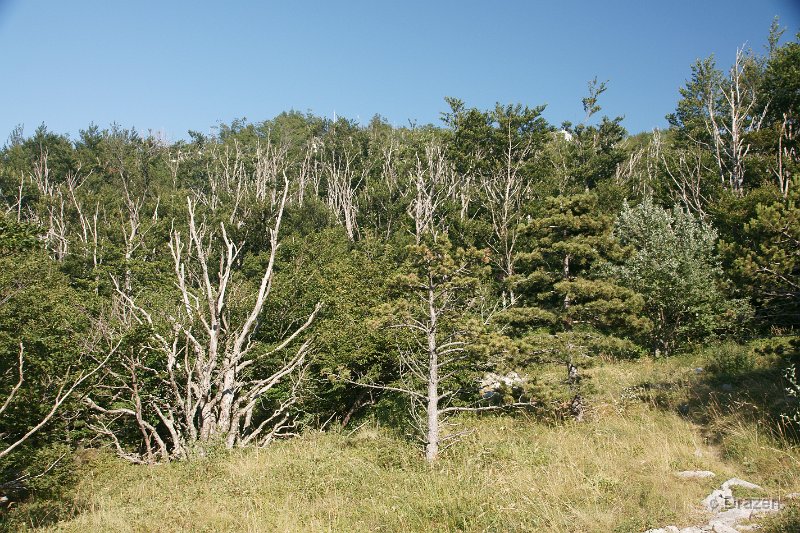 DSC06560.JPG - Od požara oporavljena šuma